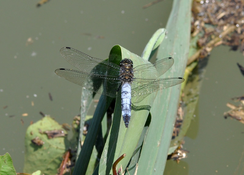 Orthetrum cancellatum?